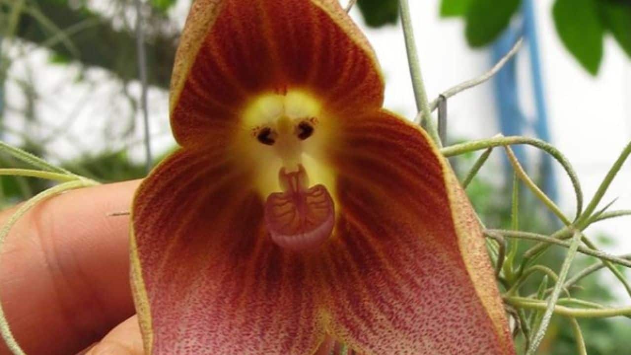 11-monkey-face-orchid-facts