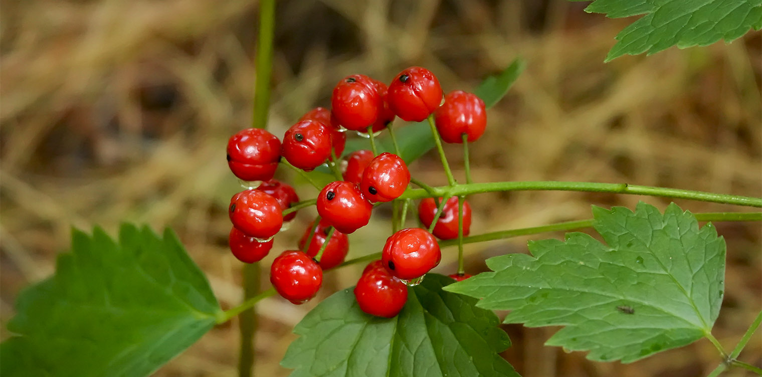 11-red-baneberry-facts