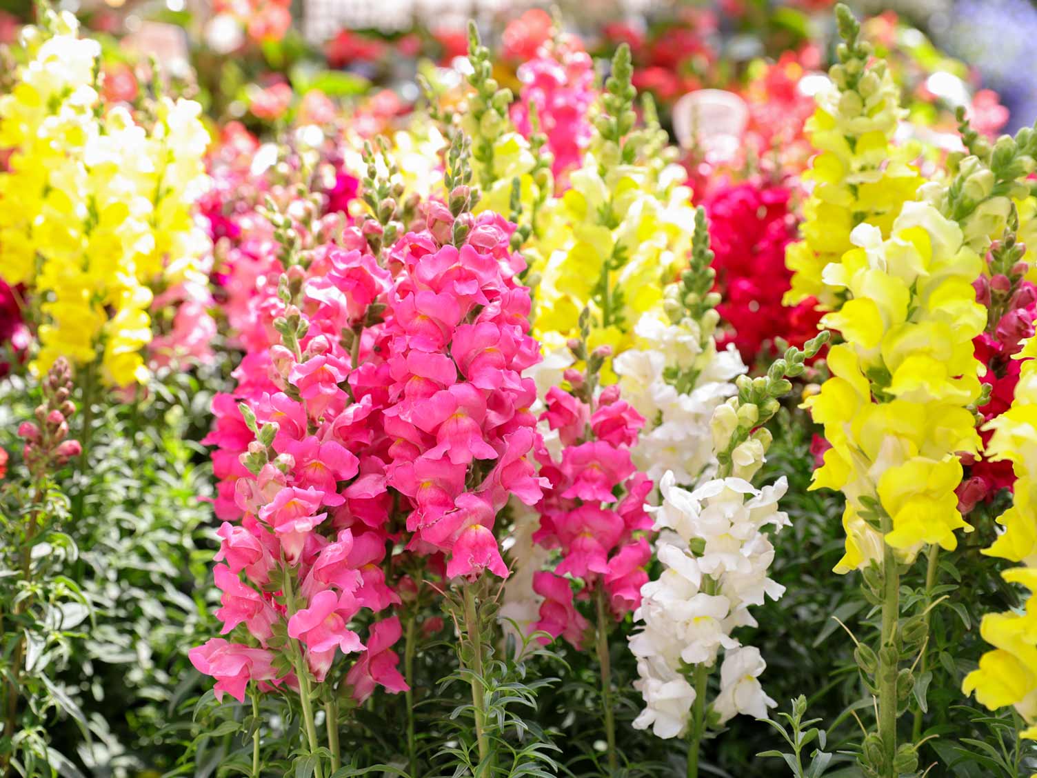 11-snapdragons-flowers-facts