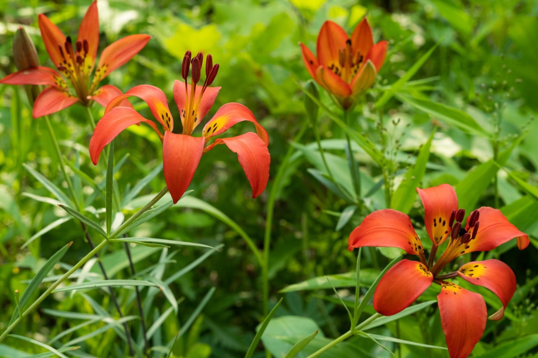 11-wood-lily-facts