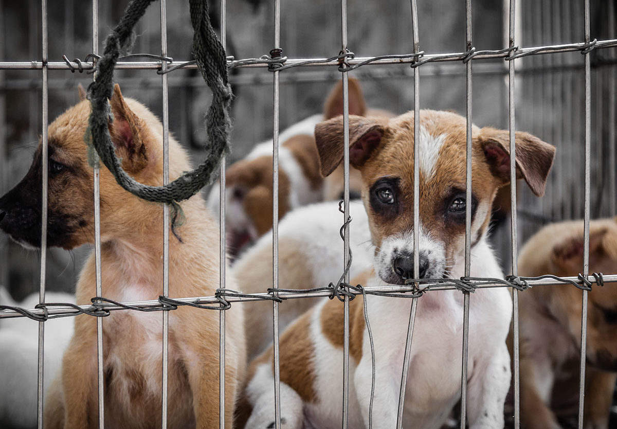 12-best-facts-about-animal-cruelty
