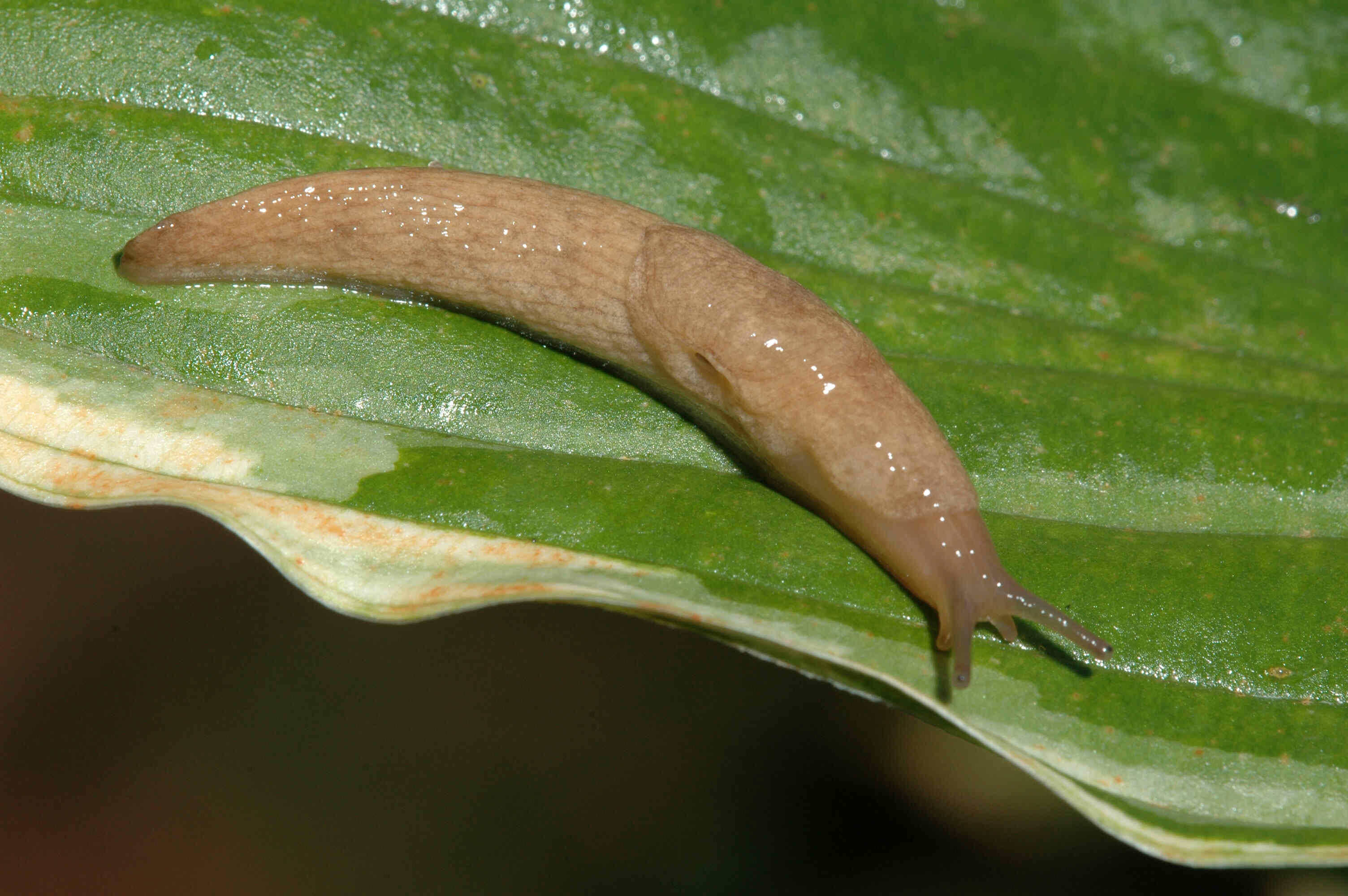 12-best-facts-about-slugs