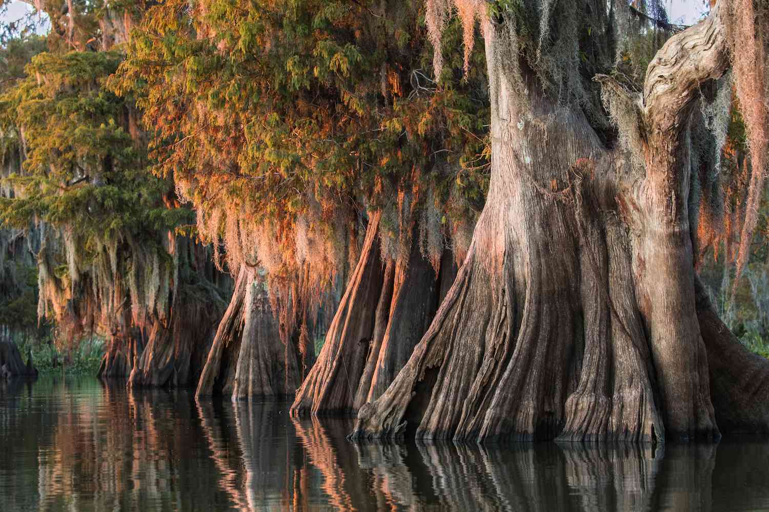 12-facts-about-natural-wonders-in-new-orleans-louisiana
