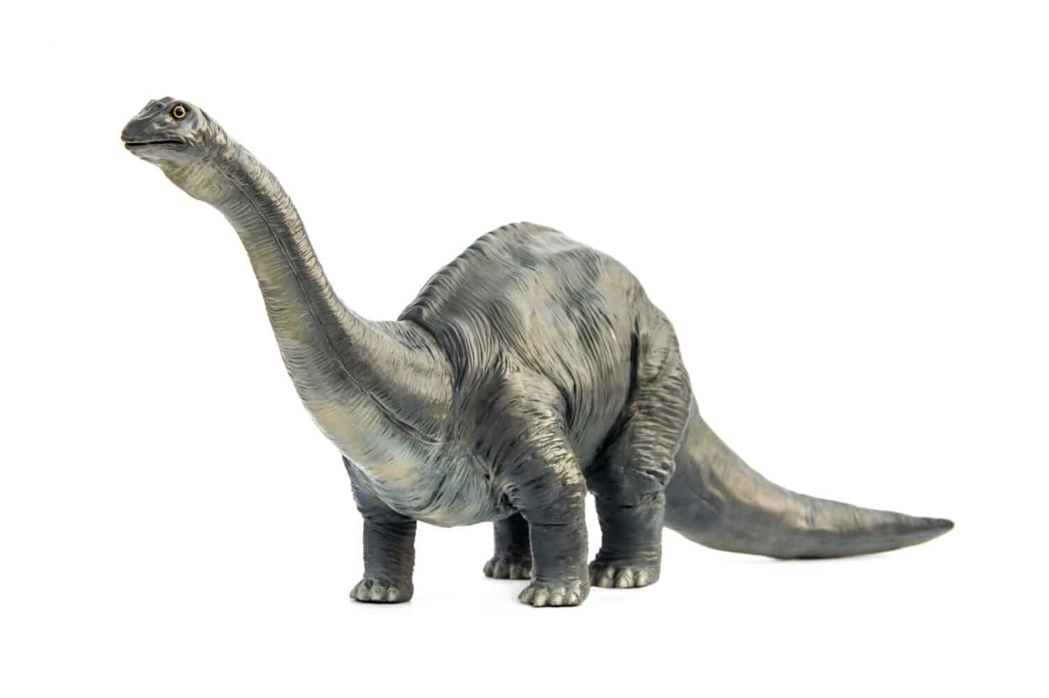 13-amazing-brontosaurus-facts