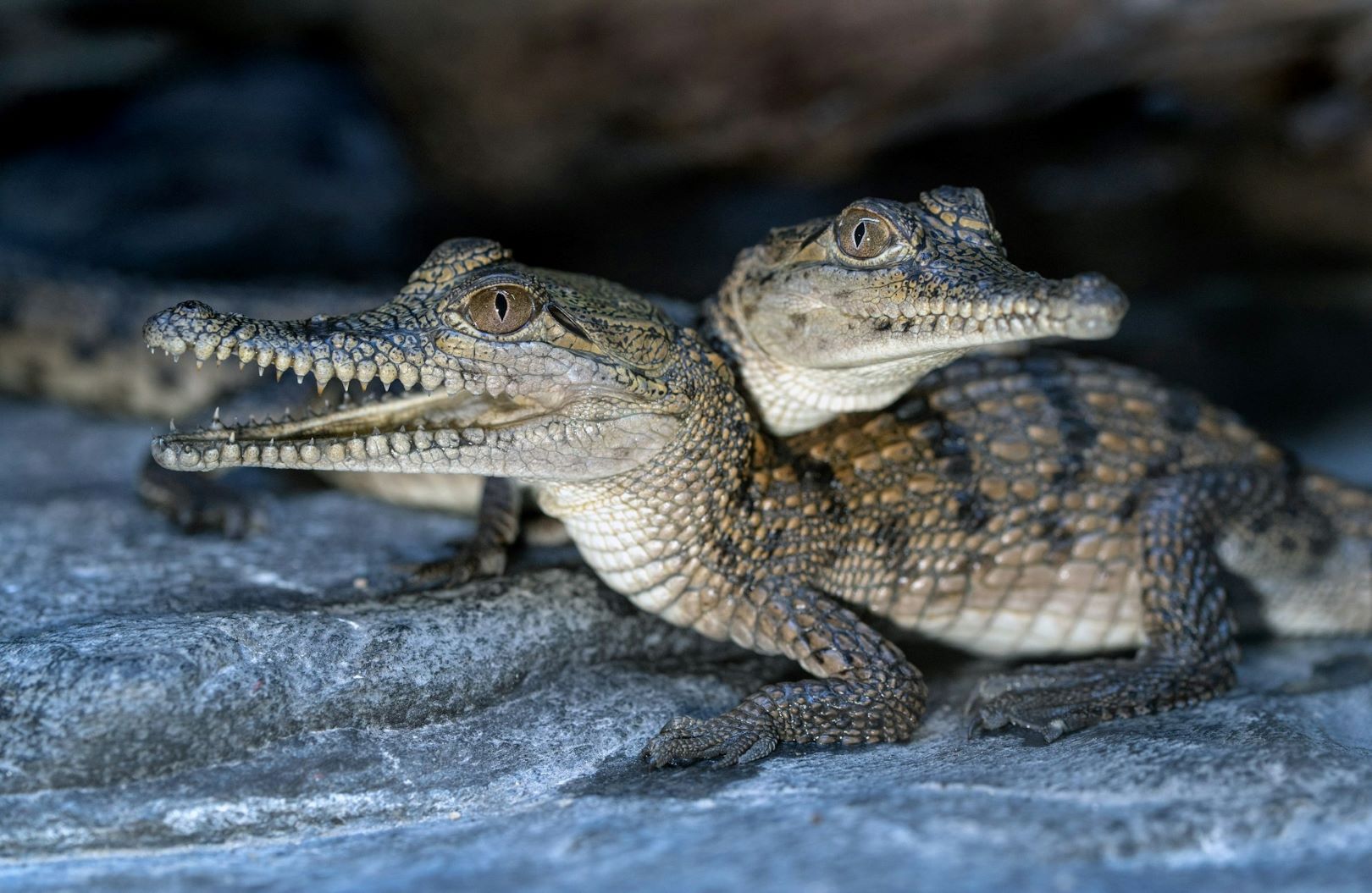 13-best-facts-about-reptiles