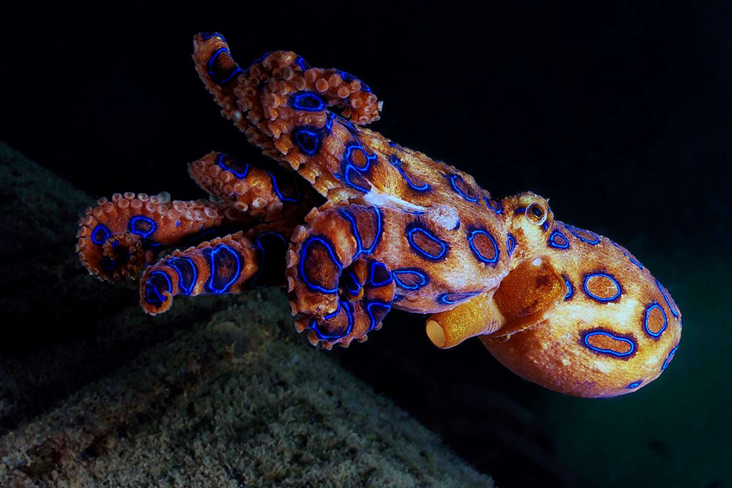 13-great-facts-about-blue-ringed-octopus