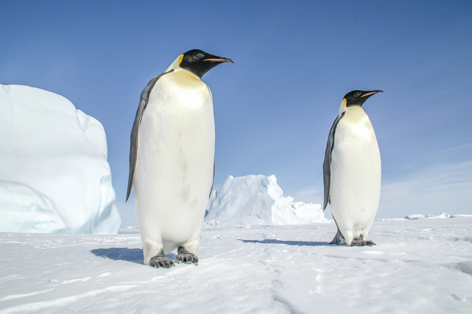 13-great-facts-about-emperor-penguins