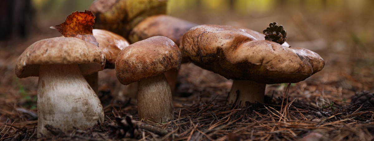 14-amazing-fun-mushroom-facts