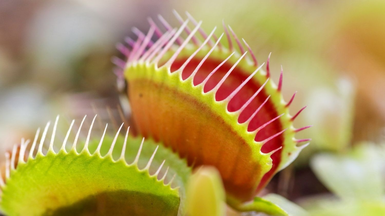 15-amazing-facts-about-venus-flytraps