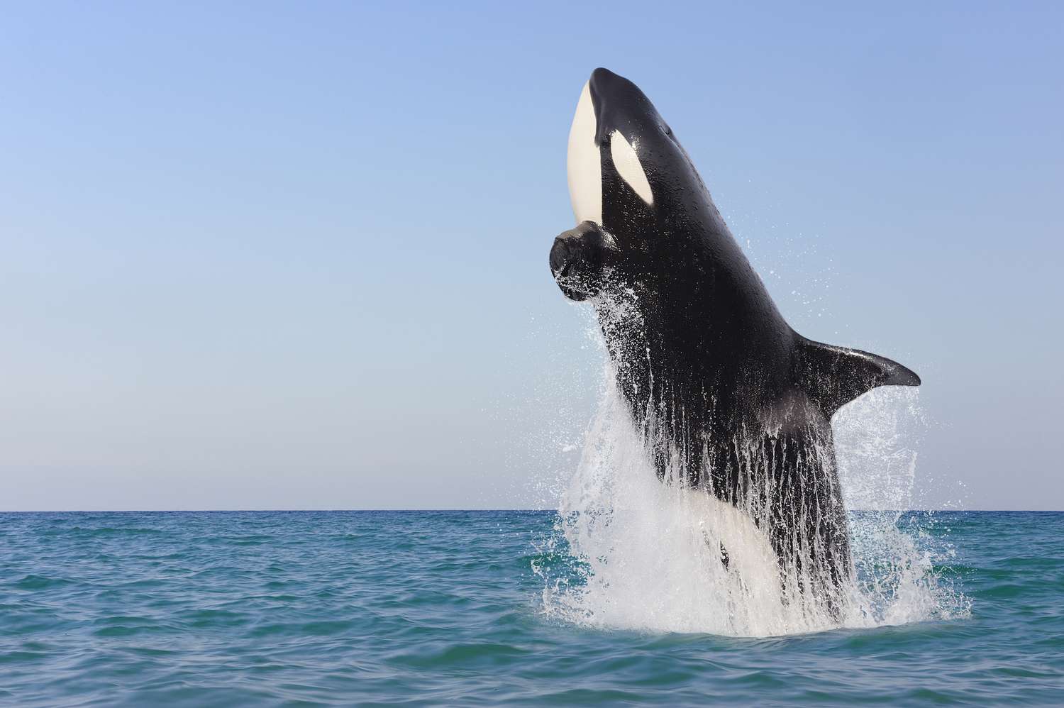 15-amazing-fun-facts-about-orcas