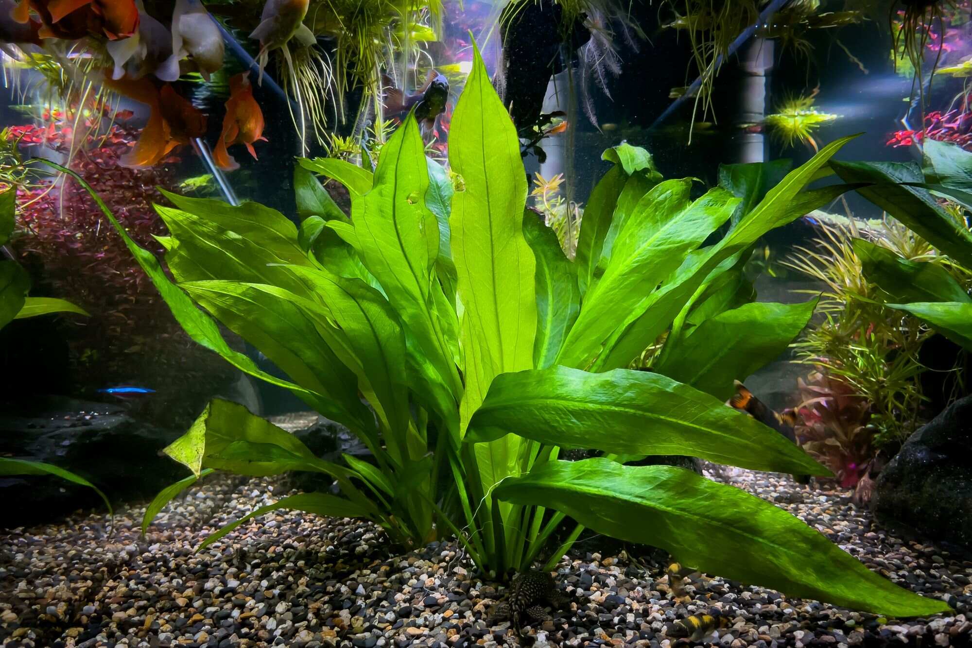 Amazon Sword Plant Crown At Mary Bevis Blog