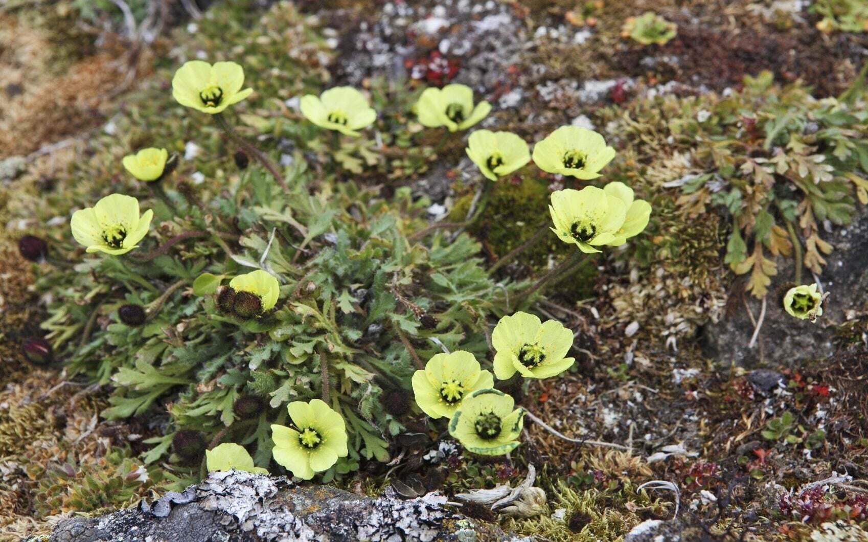 15 Arctic Poppy Facts Facts