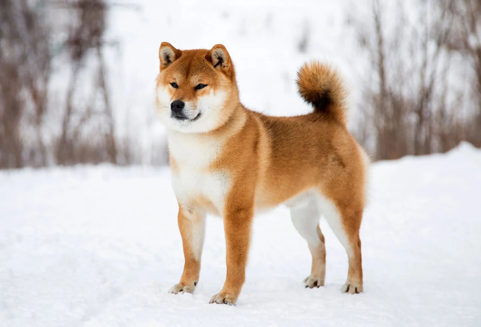 15-best-facts-about-shiba-inus