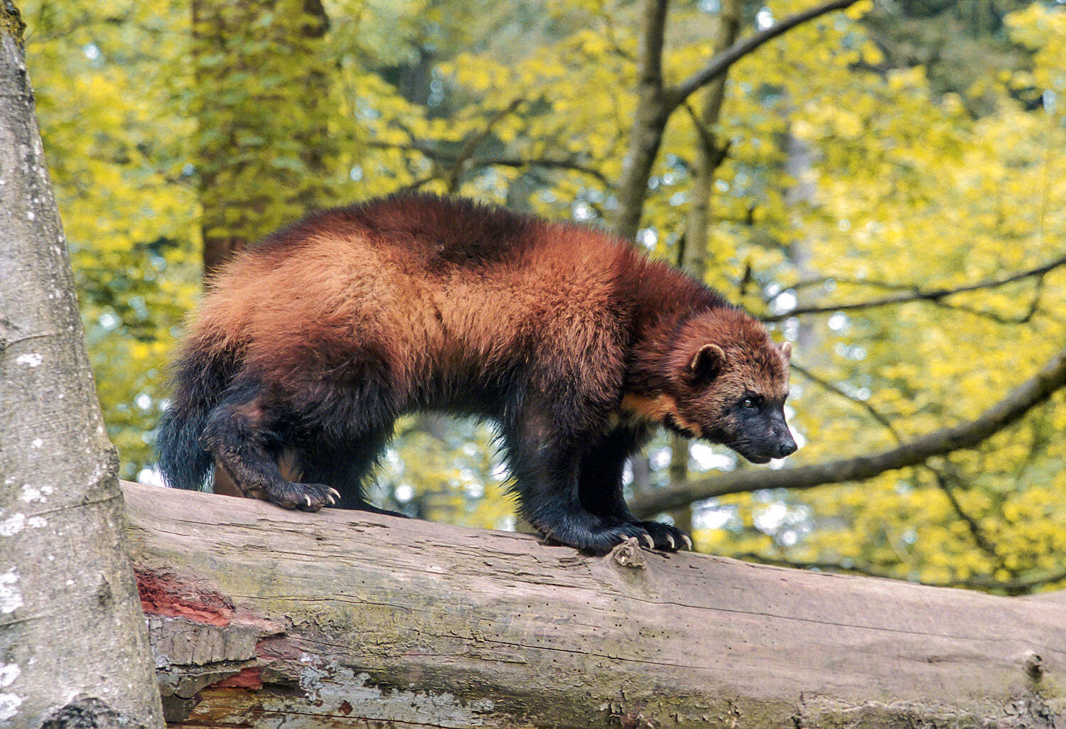 15-best-facts-about-wolverines