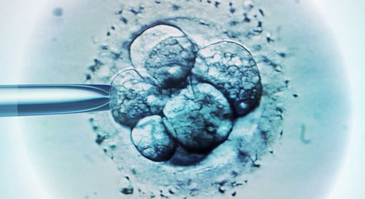 15-facts-about-embryonic-stem-cell-research