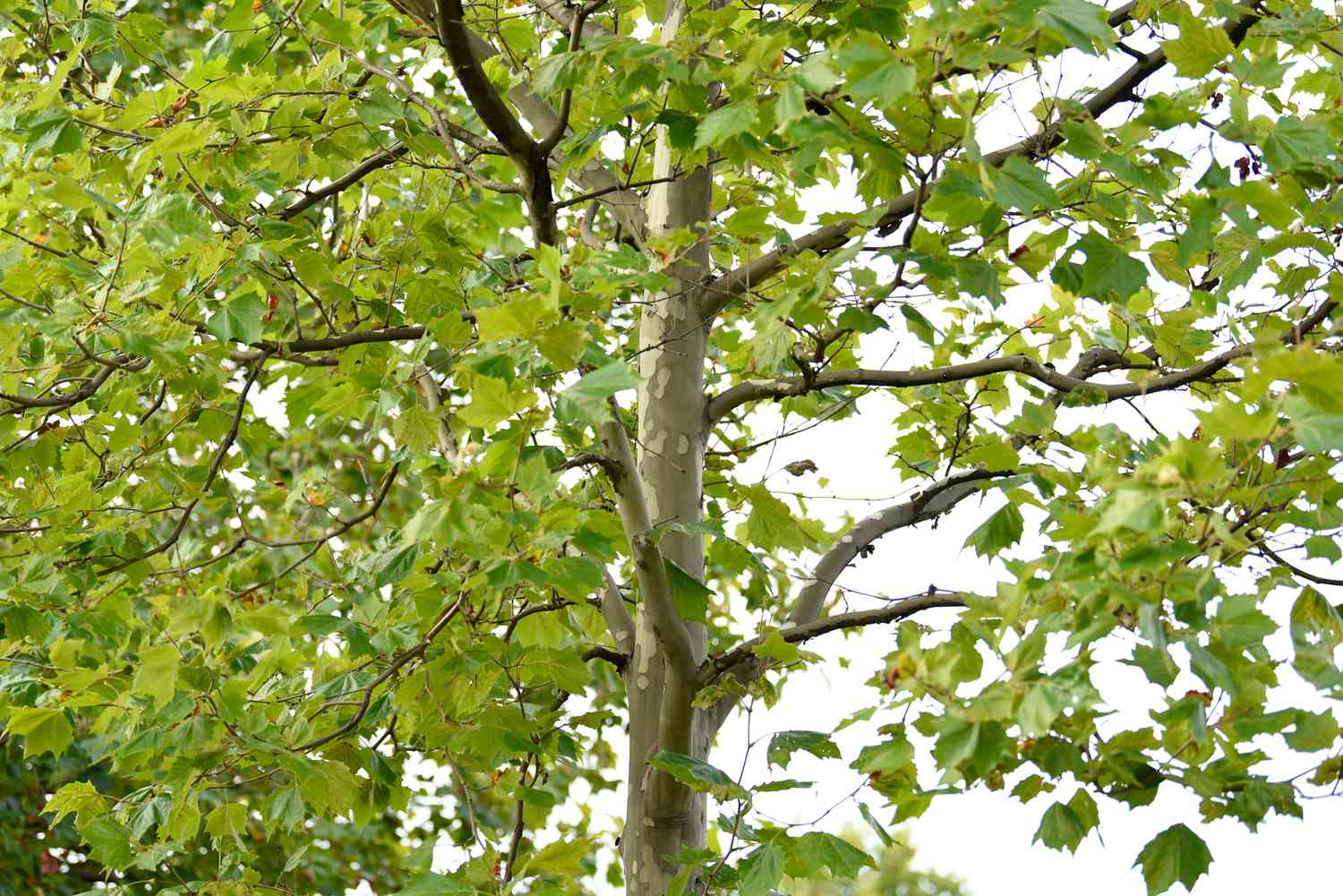 15-facts-about-sycamore-trees