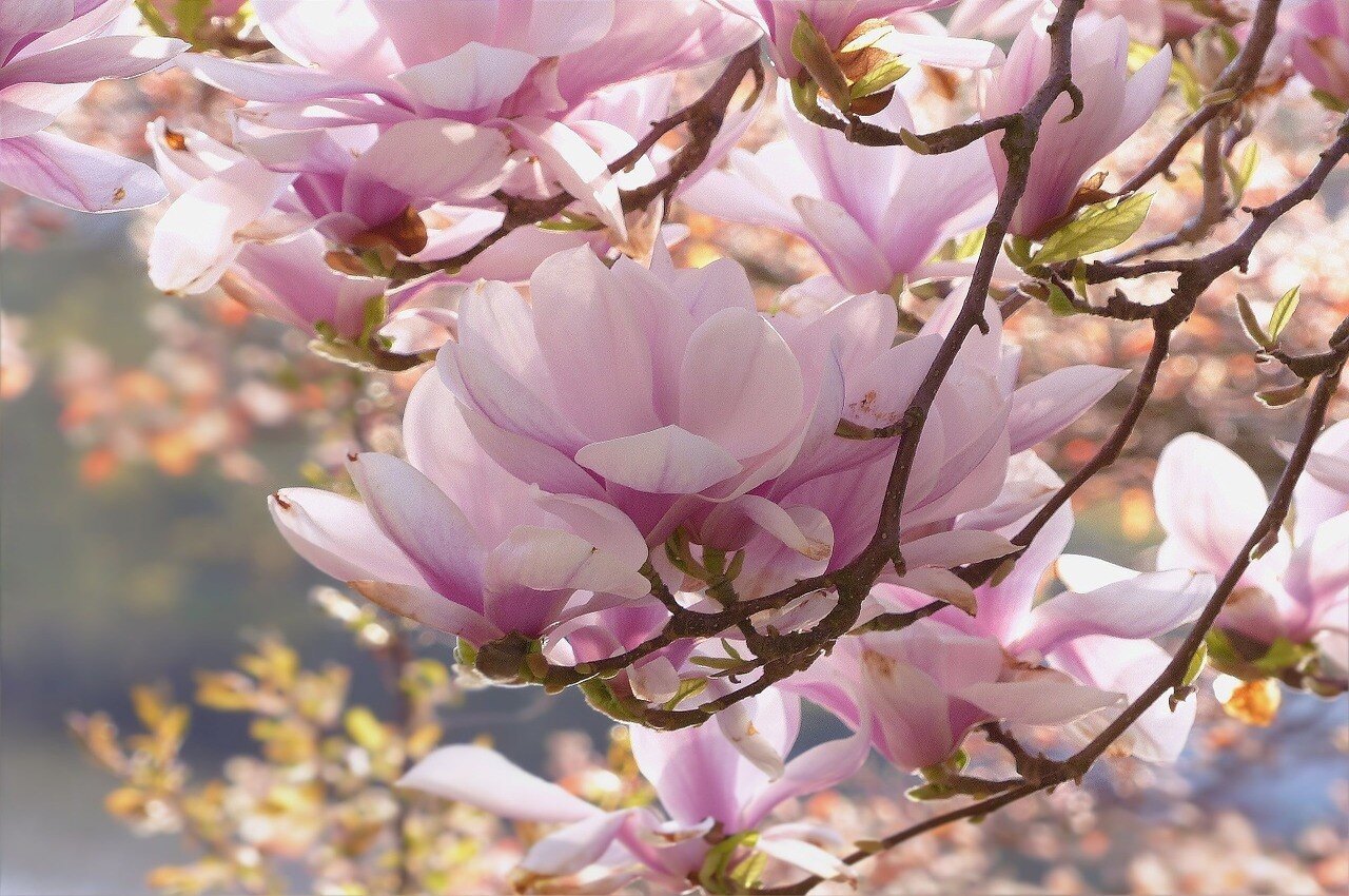 15-fun-facts-about-magnolia-trees