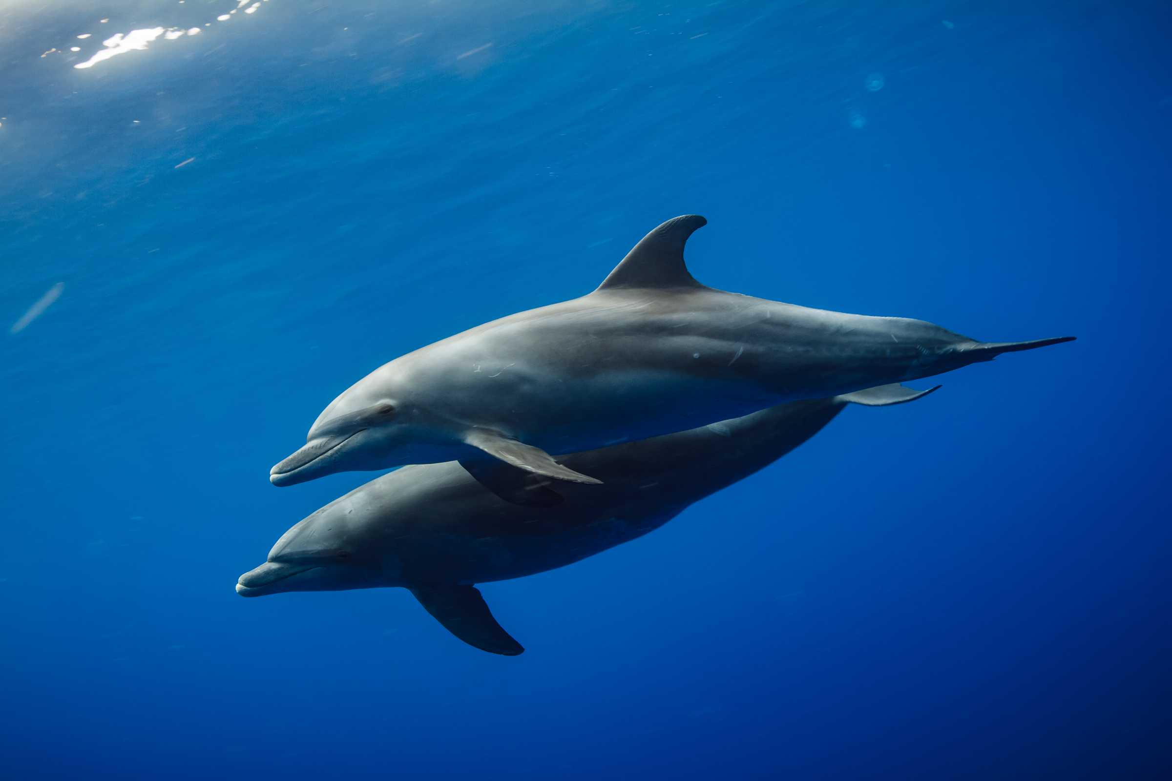 15-great-facts-on-bottlenose-dolphins