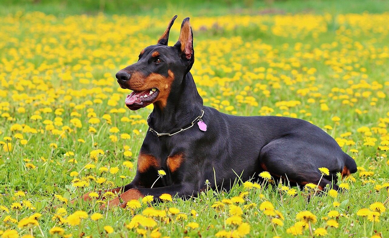 15-interesting-facts-about-dobermans