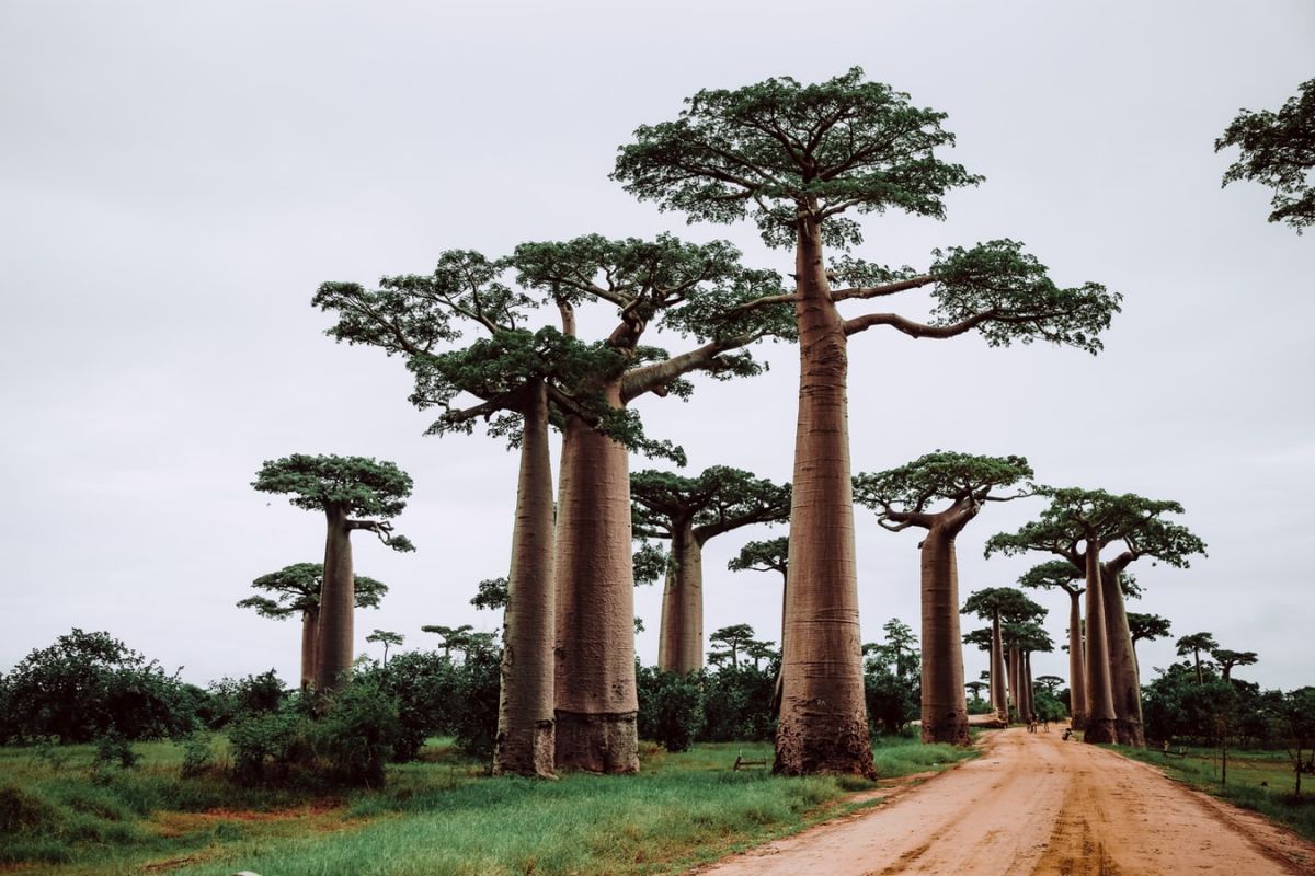 15-interesting-facts-about-the-baobab-tree