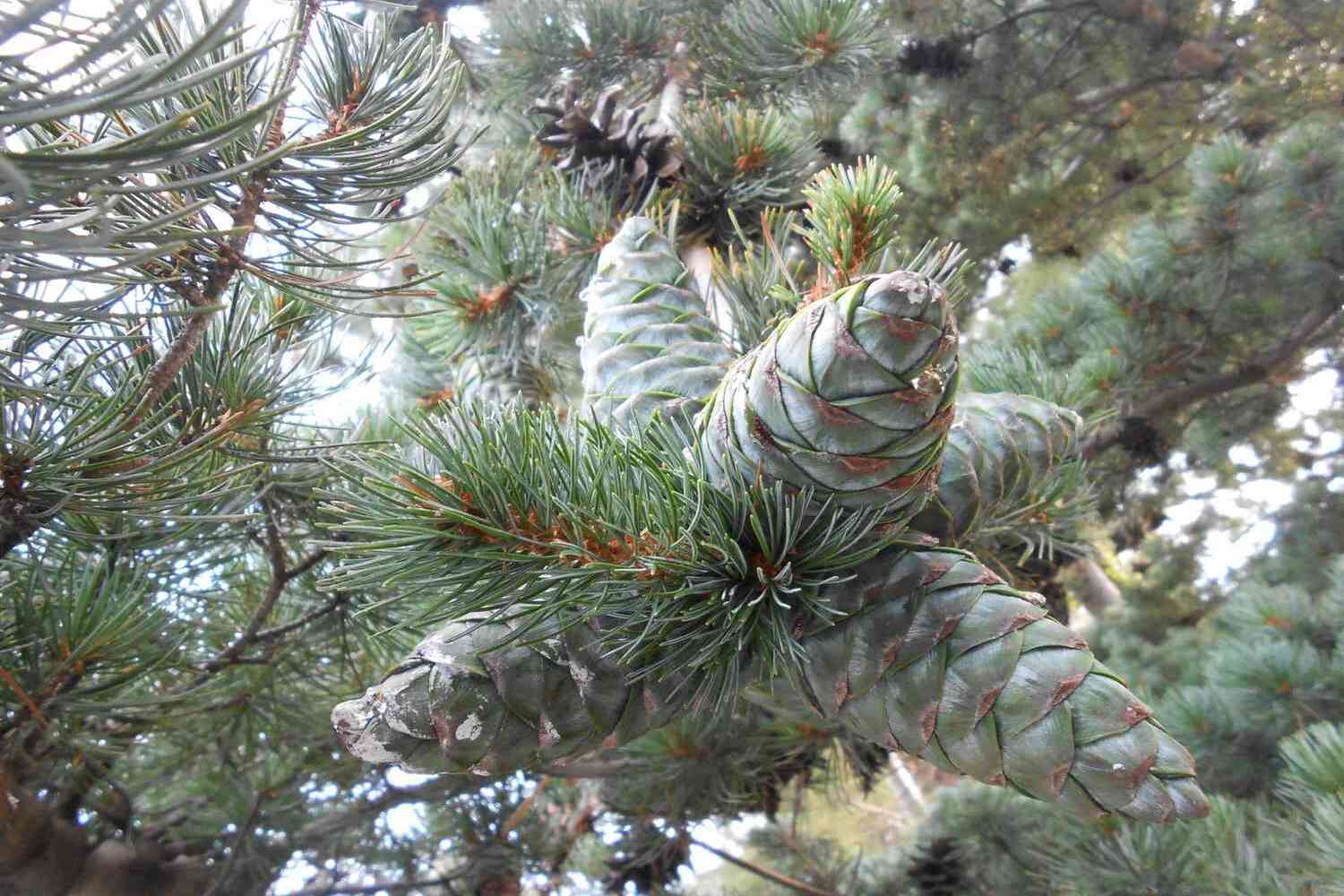 18 Mountain Pine Tree Facts 
