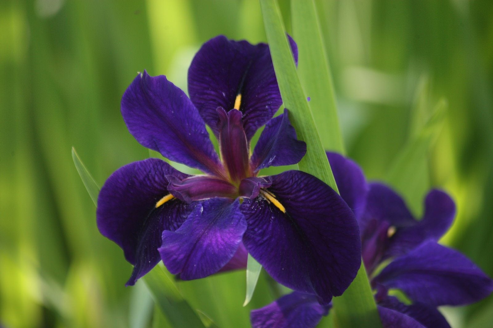 15-louisiana-iris-facts