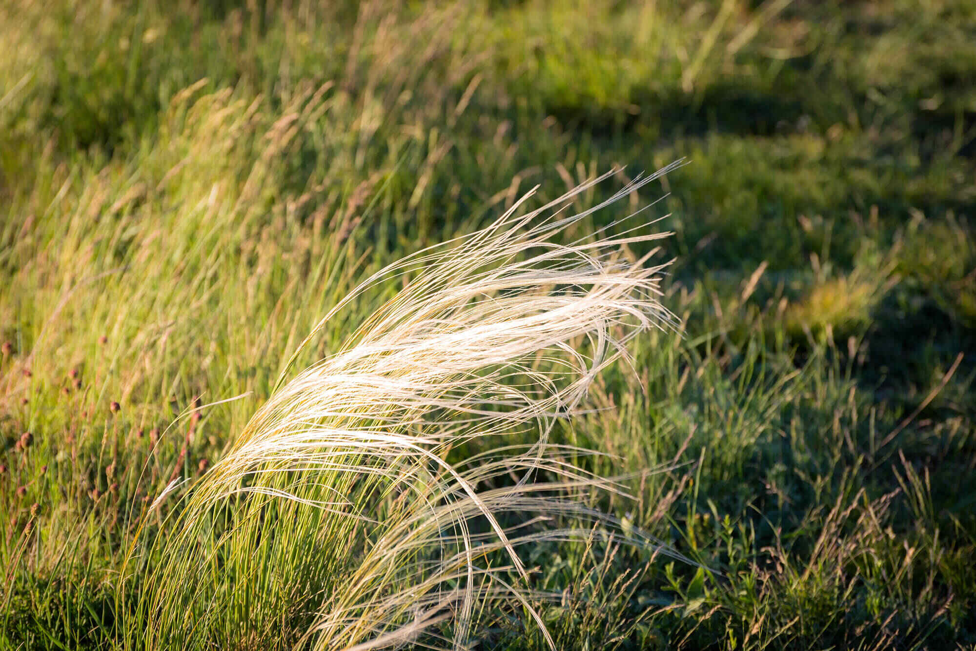 15 Needle Grass Facts - Facts.net