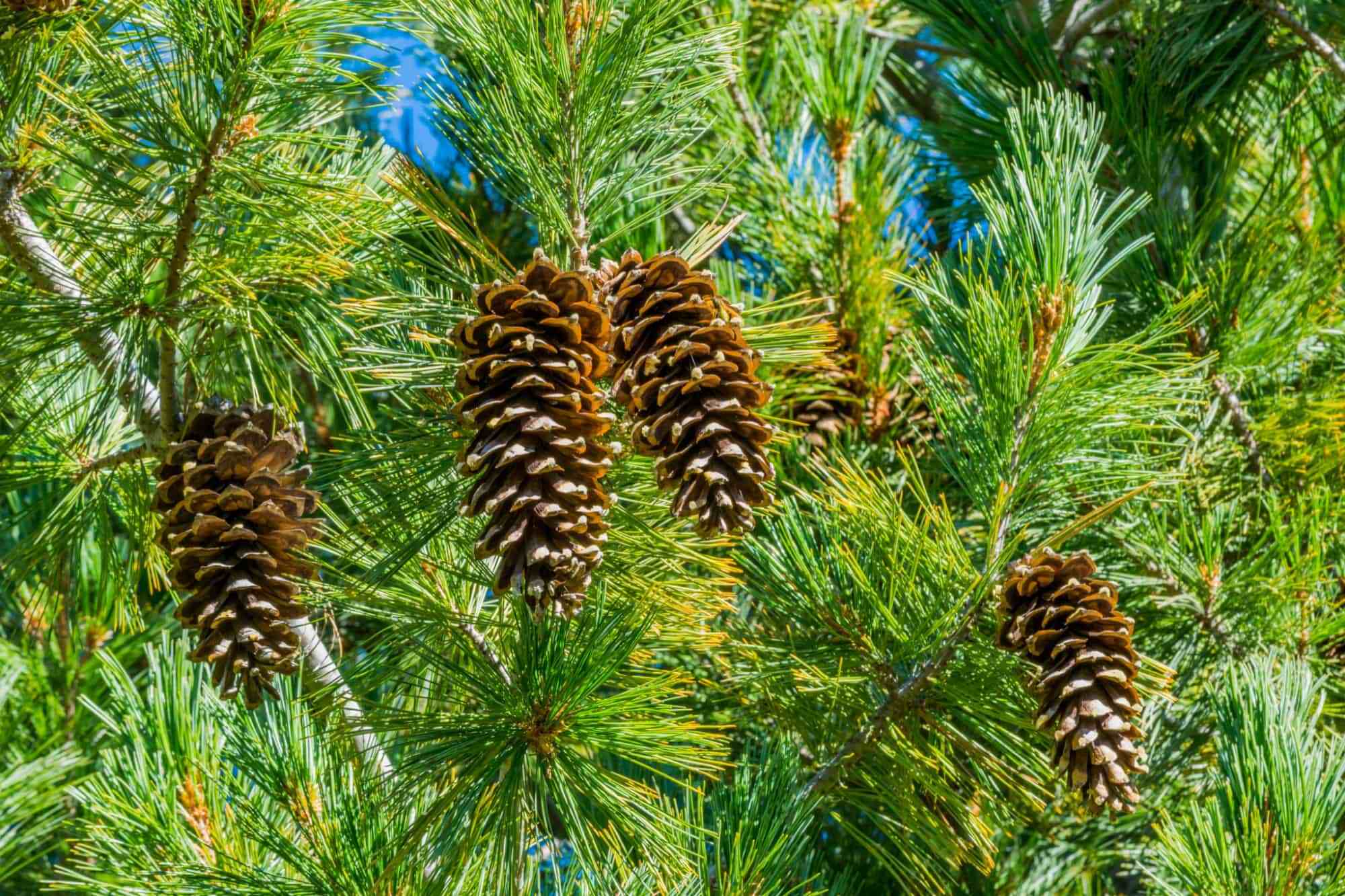 17 Astounding Facts About Pine Facts