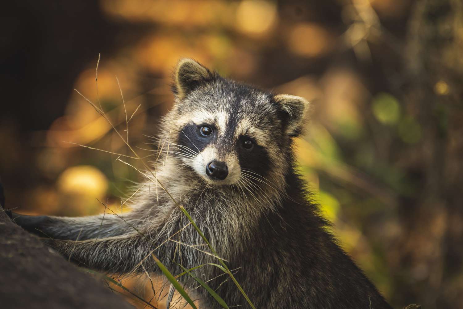 15-racoon-facts-for-kids