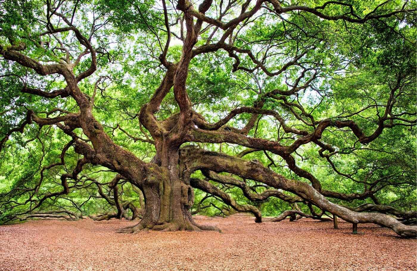15-spanish-oak-tree-facts
