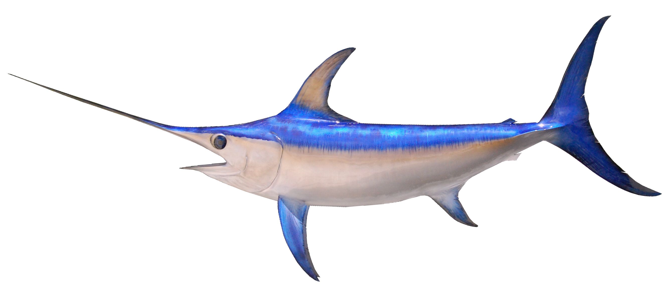 15-swordfish-facts-for-kids