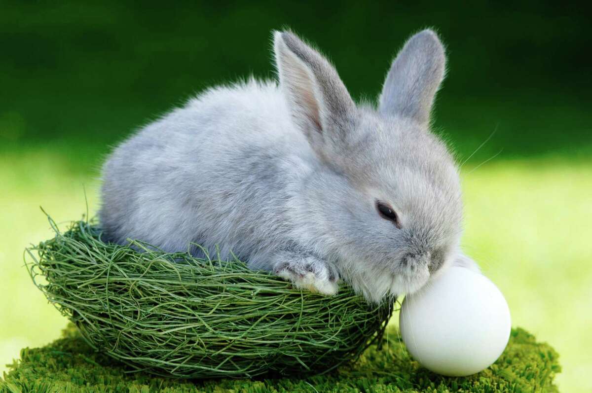 16-amazing-facts-about-bunnies