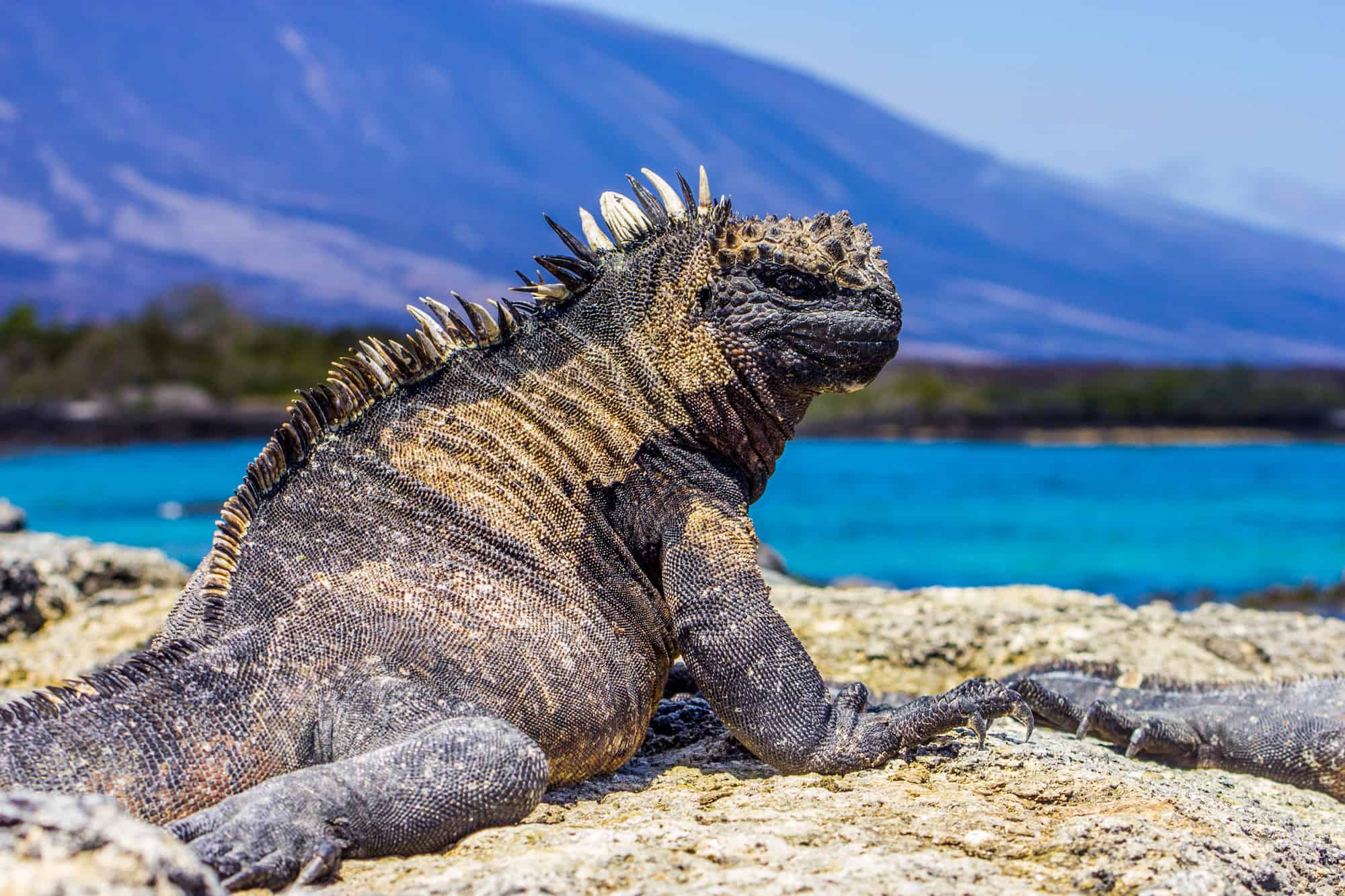 16-great-marine-iguana-interesting-facts