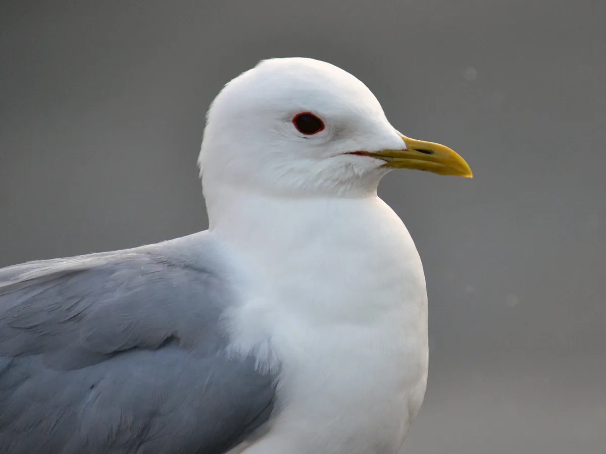 16-great-sea-gull-facts