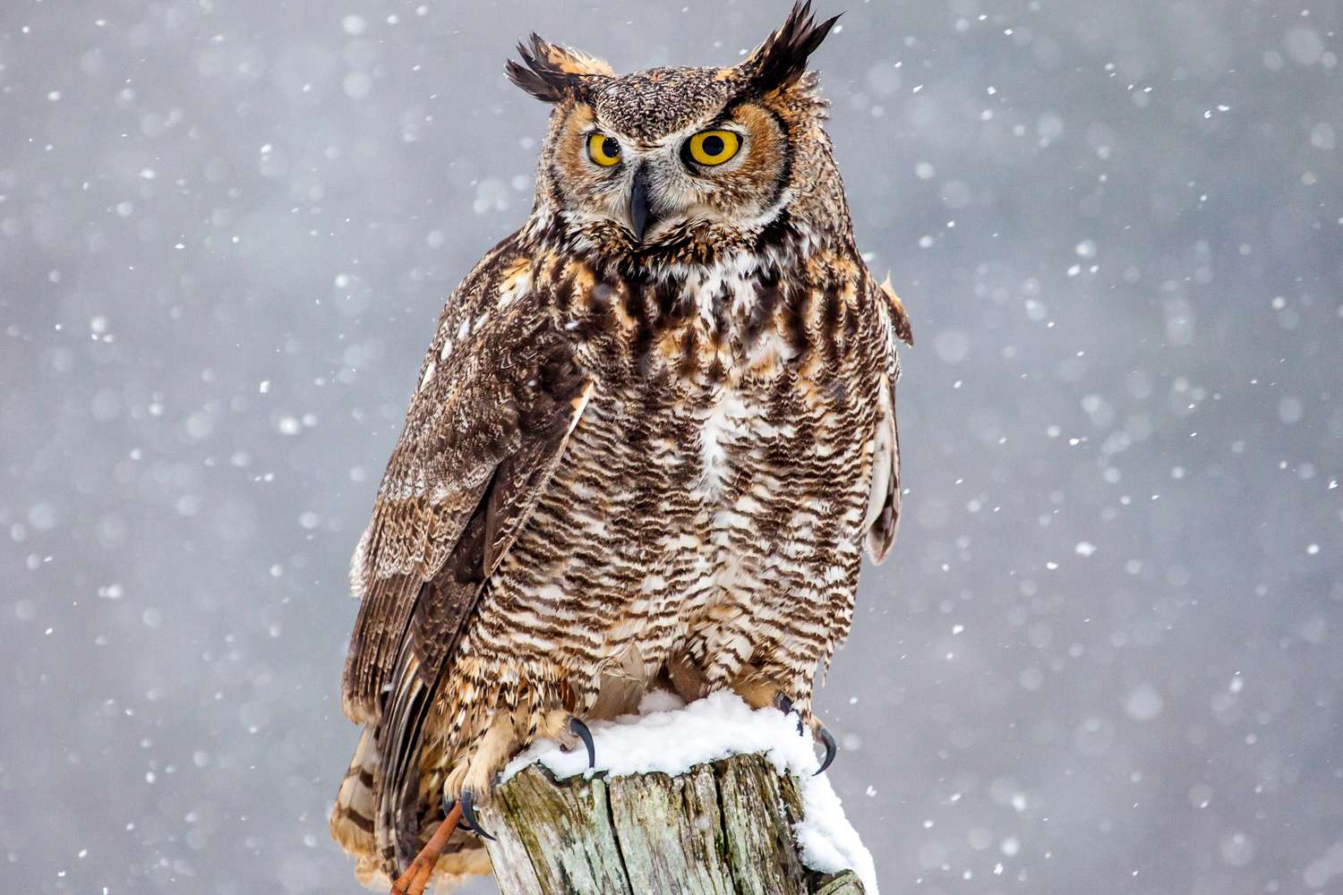 17-amazing-great-horned-owls-facts