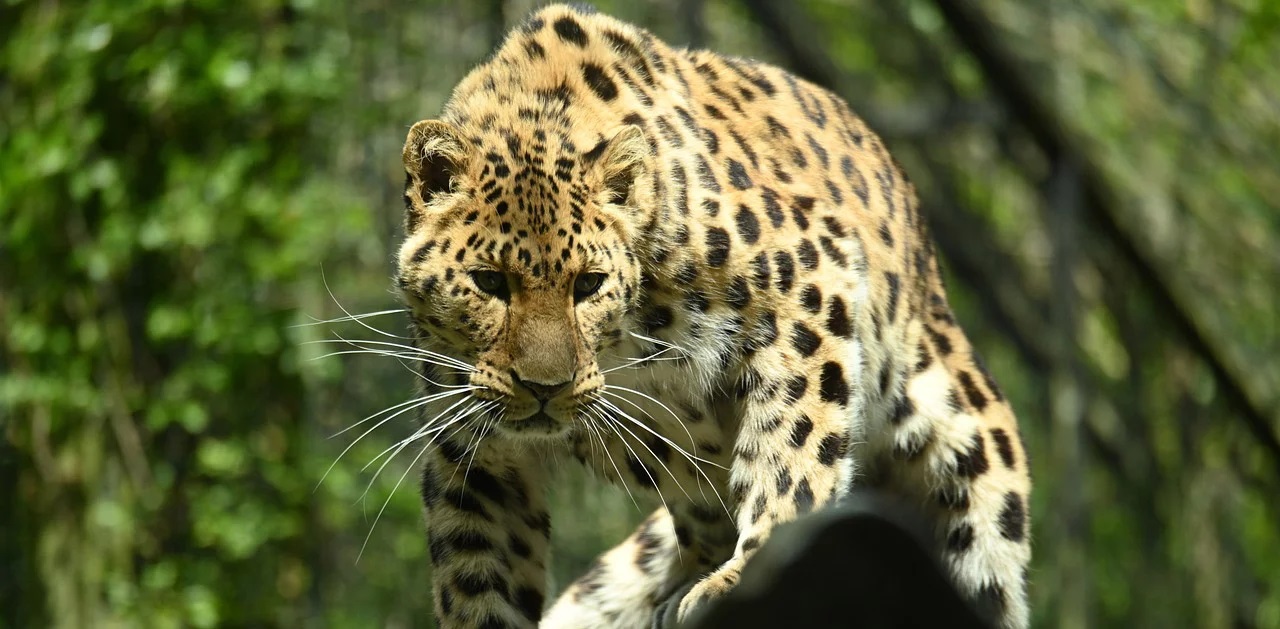 Leopard facts, photos, sounds and news