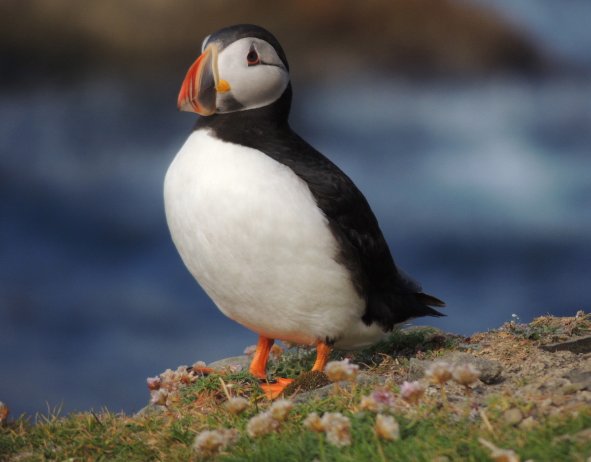 17-great-puffins-facts