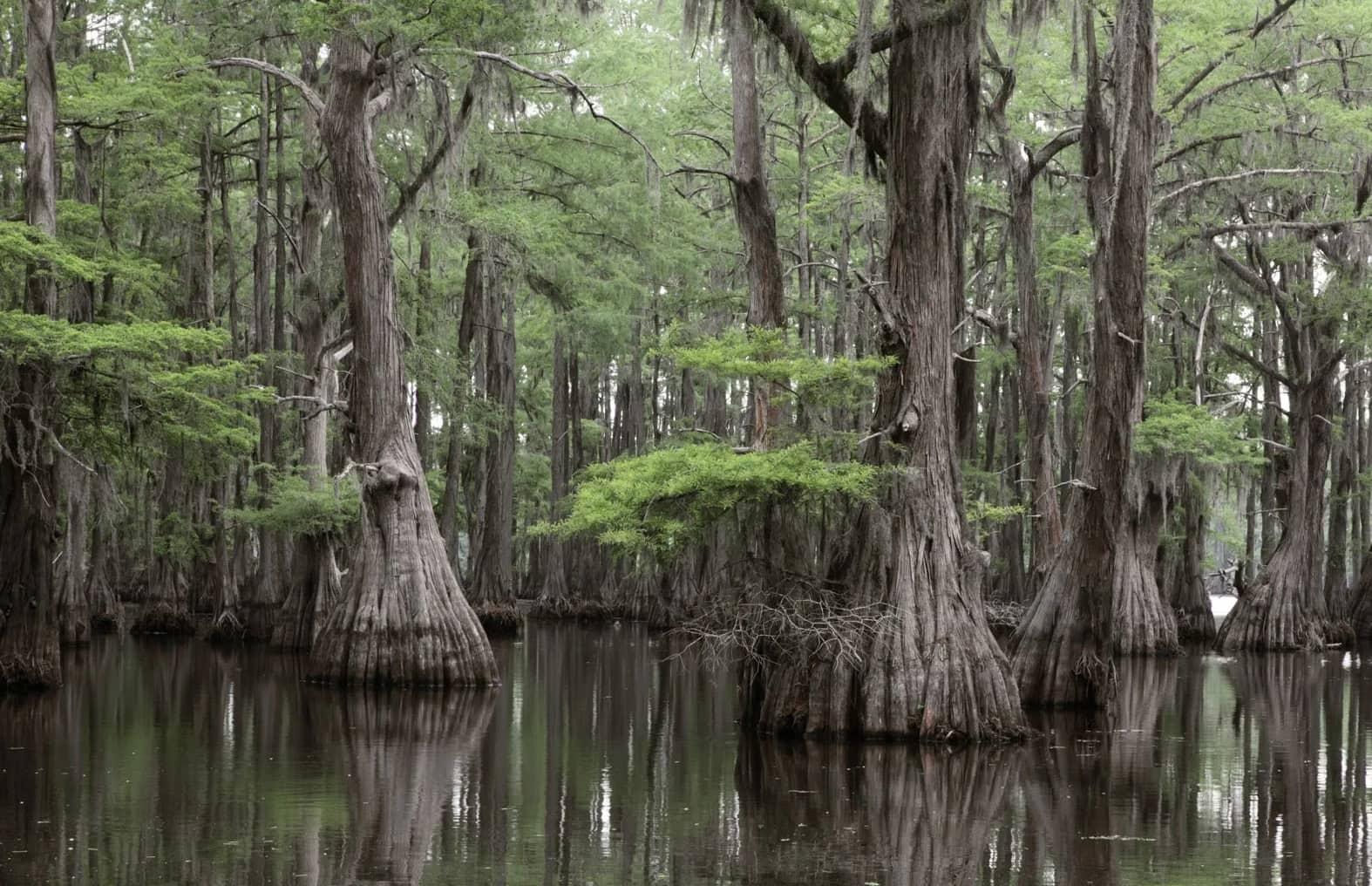 18-bald-cypress-trees-facts