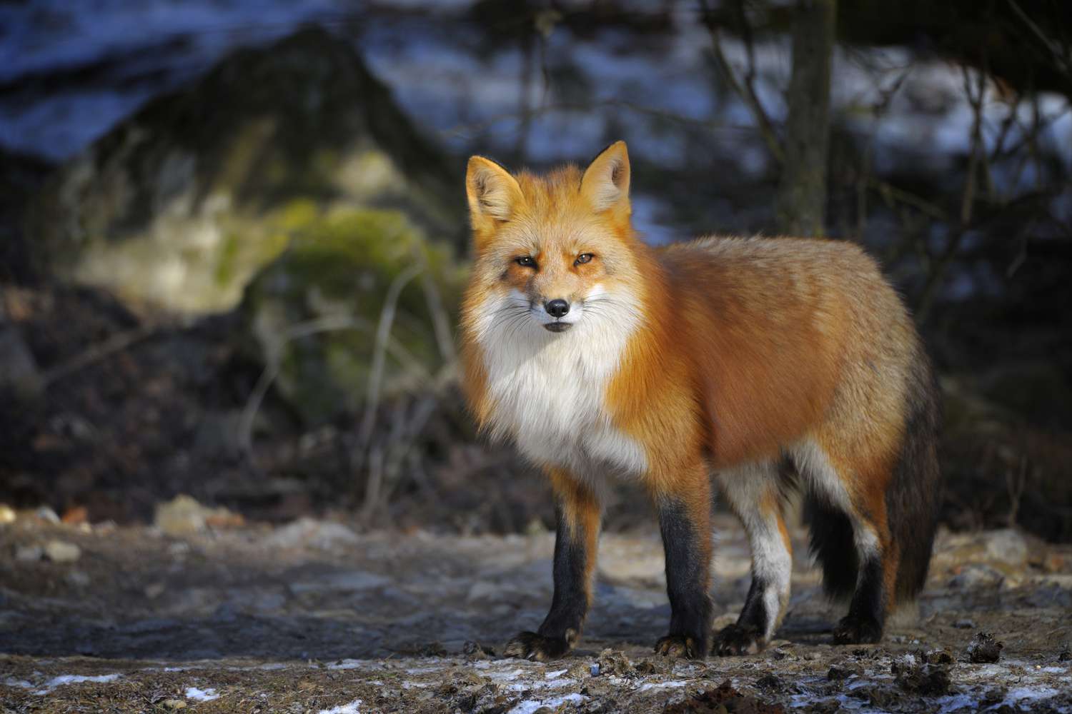 18-best-facts-about-red-foxes