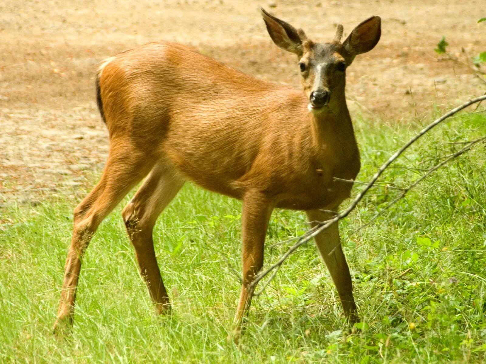 18-best-fun-facts-about-deers
