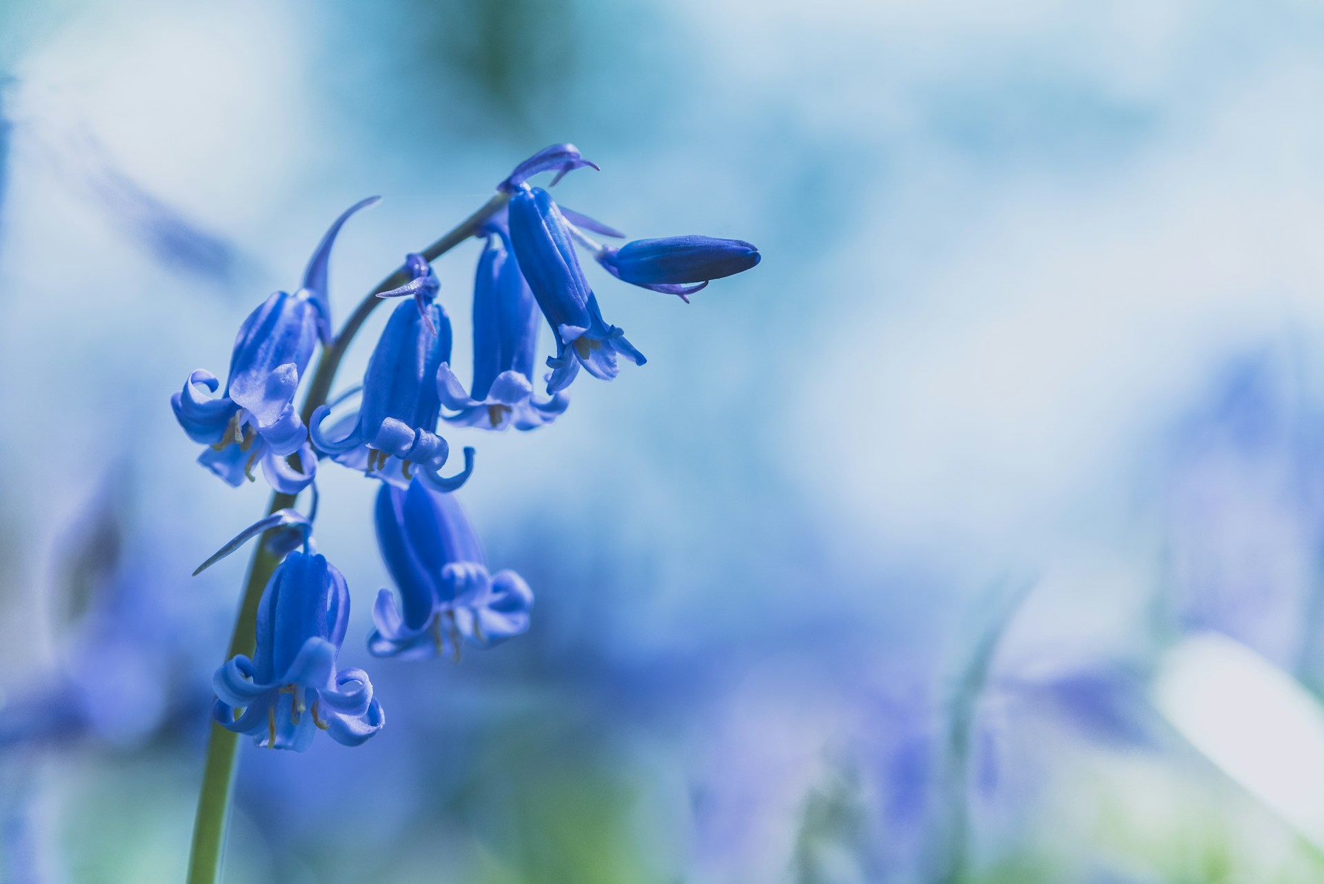18-bluebell-flowers-facts