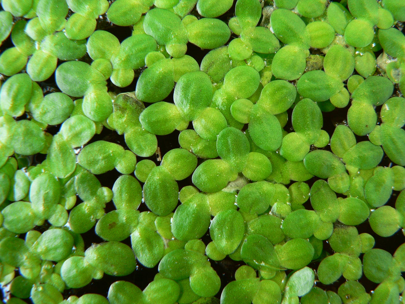 18-duckweed-facts-for-kids
