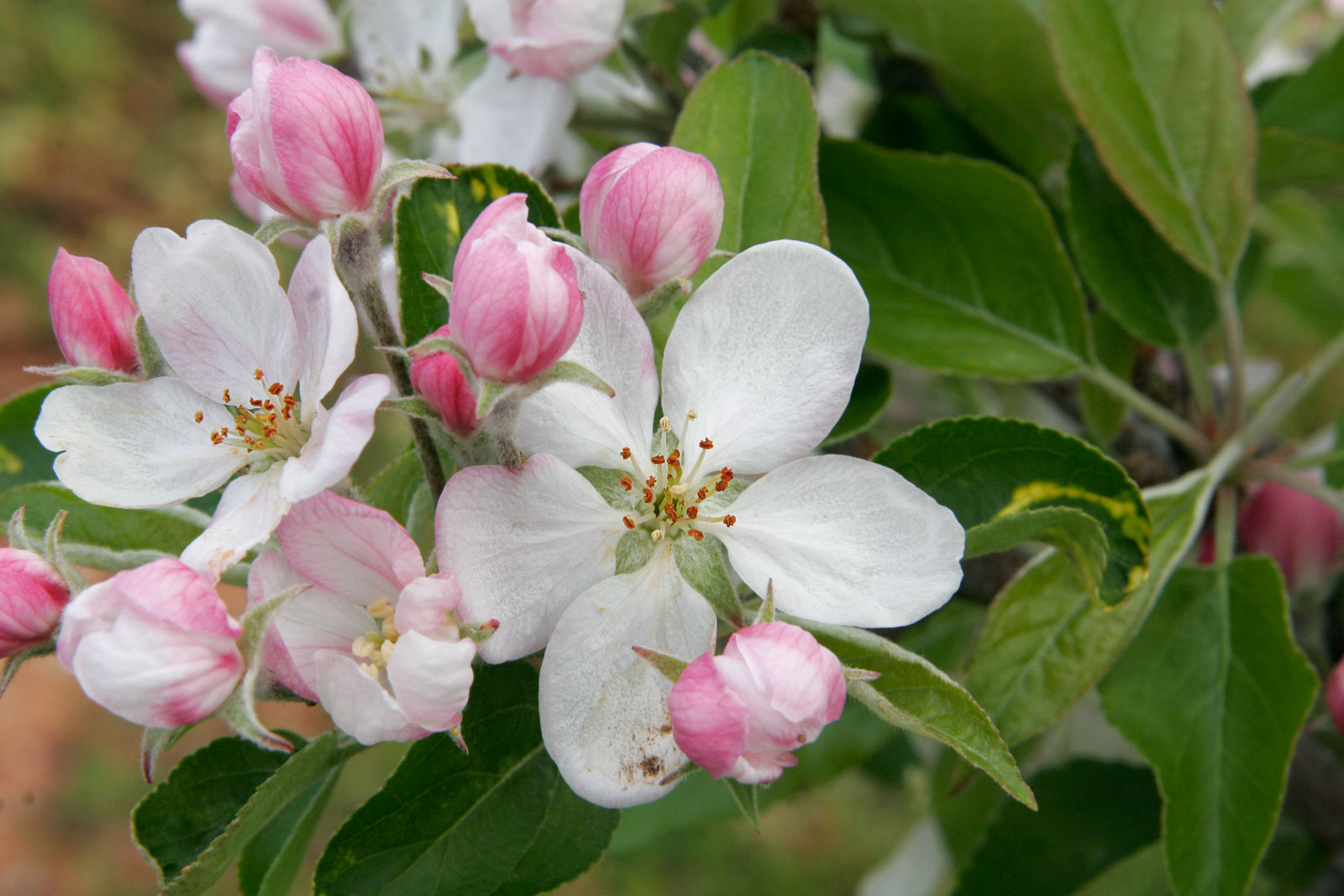 18-facts-about-apple-blossoms