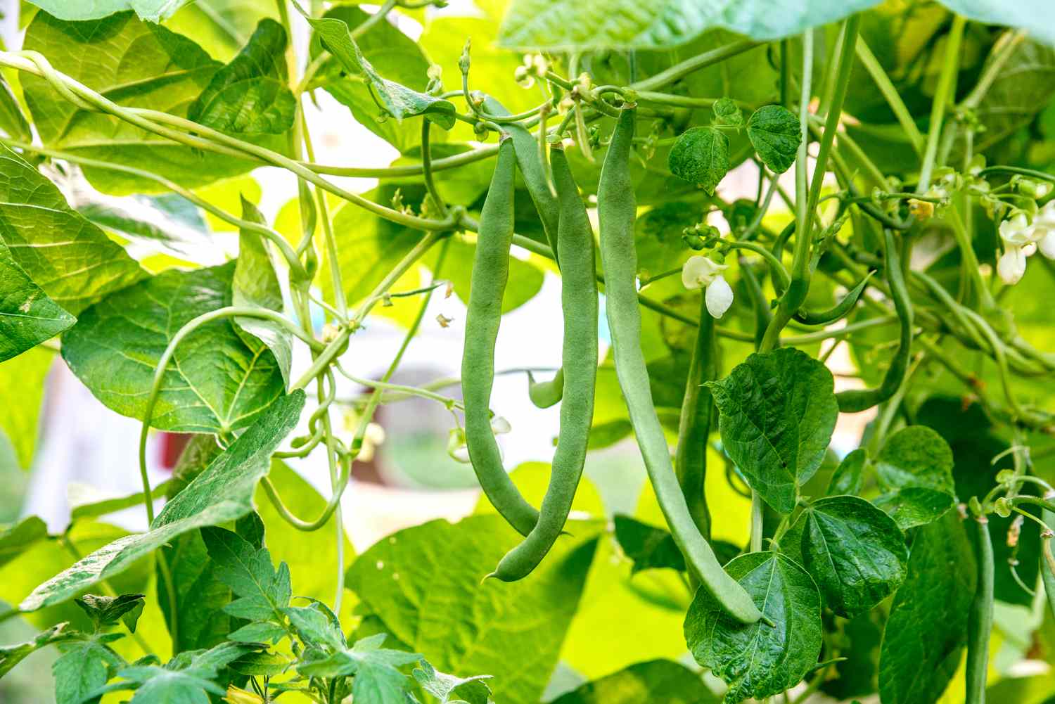 18 Facts About Bean Plants - Facts.net