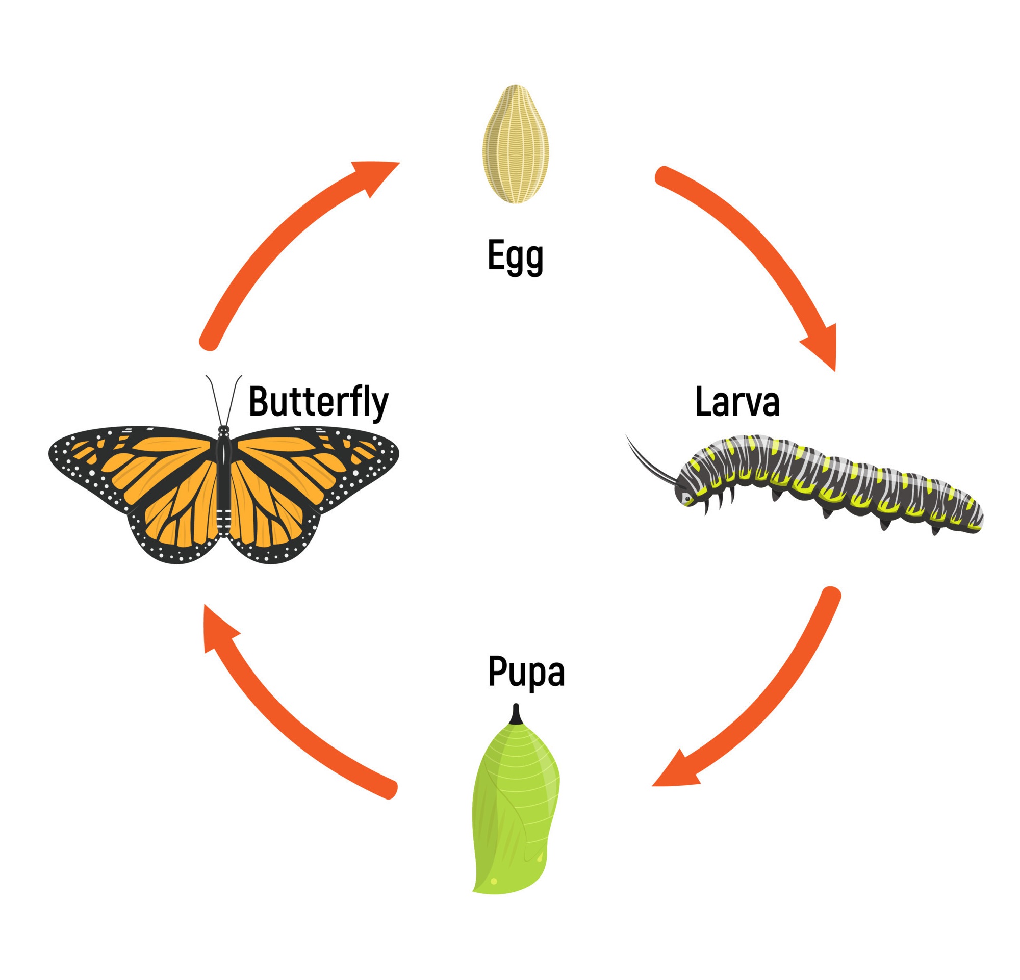 18 Facts About Metamorphosis Facts