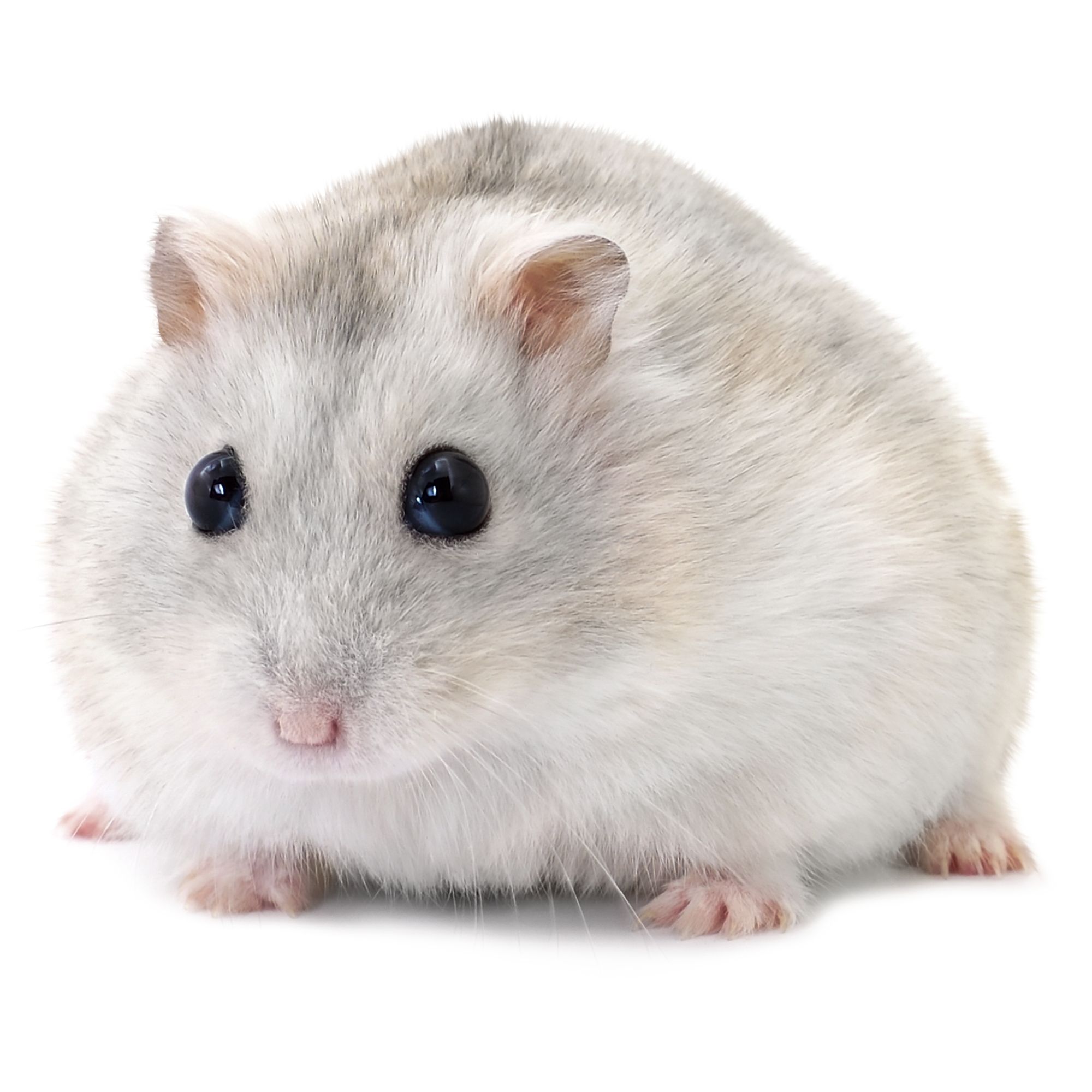 18-facts-about-winter-white-hamsters