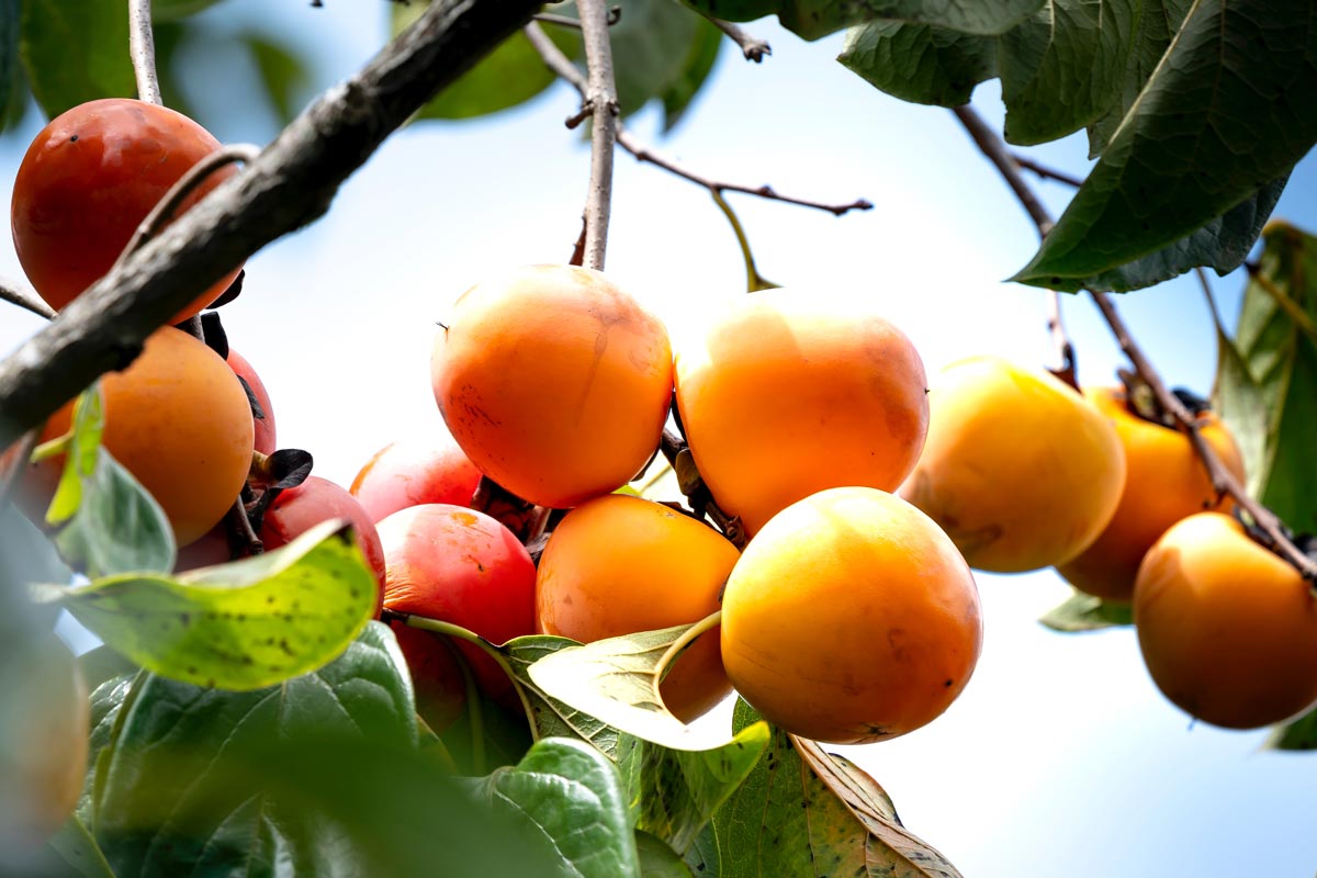 18-fuyu-persimmon-tree-facts