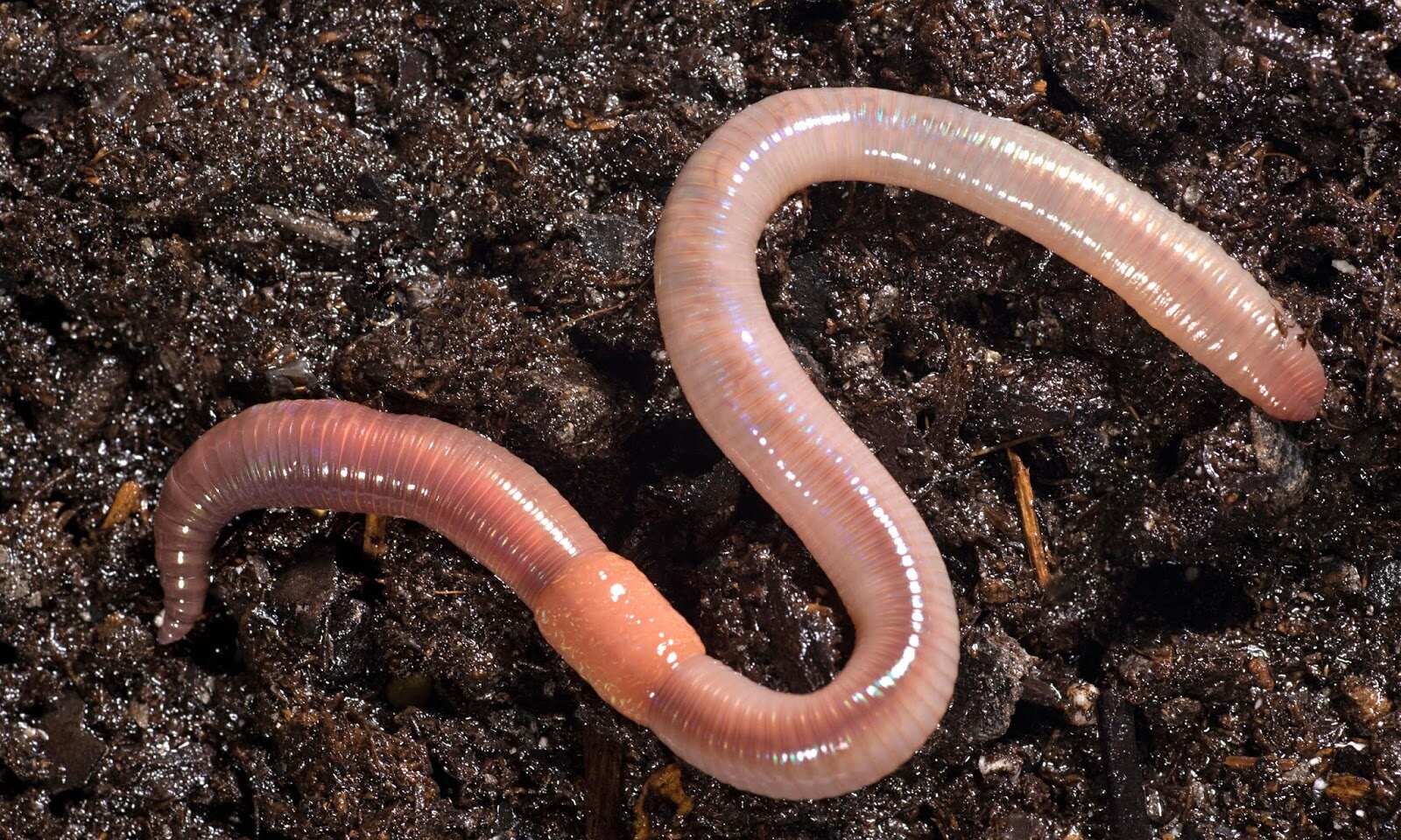 18-great-earthworm-facts