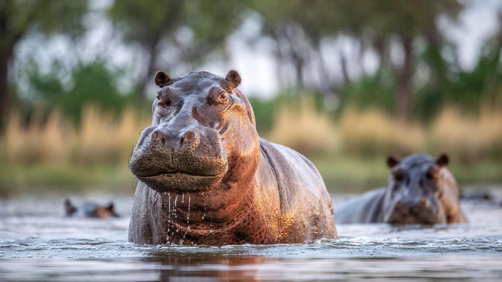 18-great-facts-about-hippopotamuses