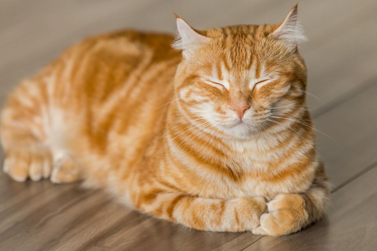 18-great-orange-cats-facts
